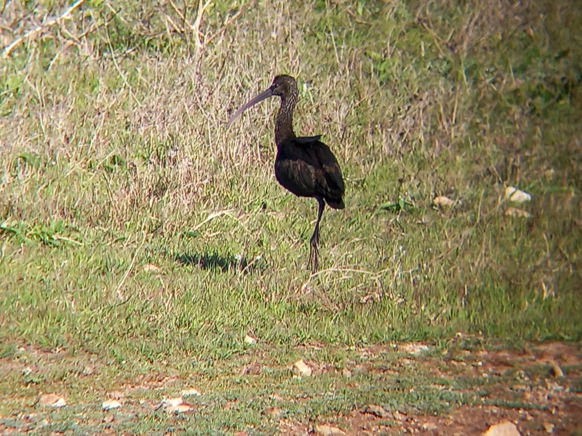 ibis hnědý - ML540566311