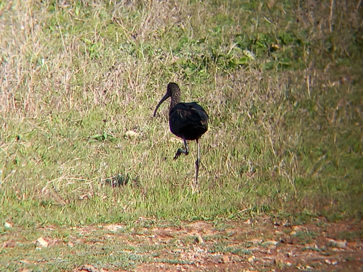 ibis hnědý - ML540566331