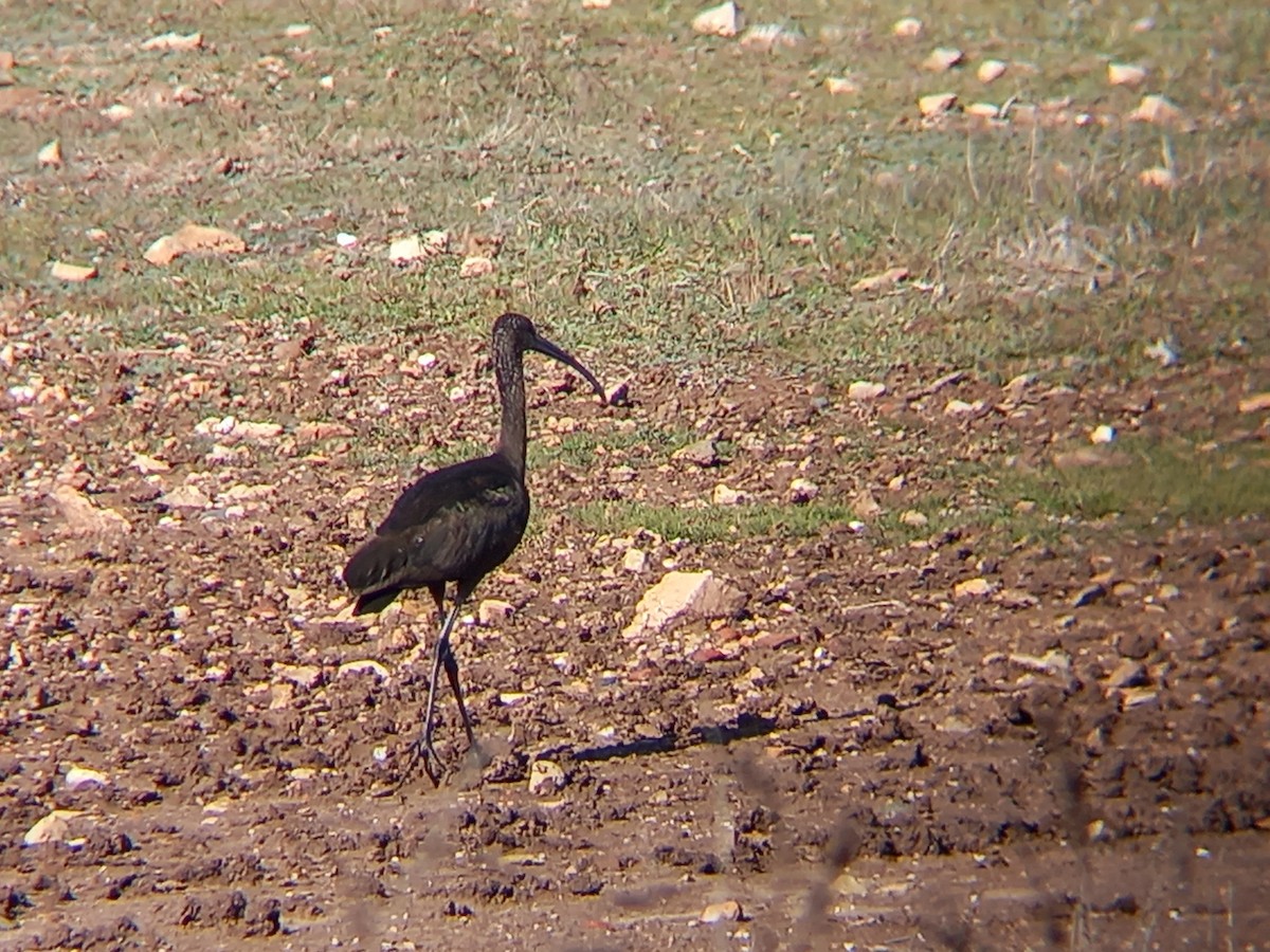 ibis hnědý - ML540566351