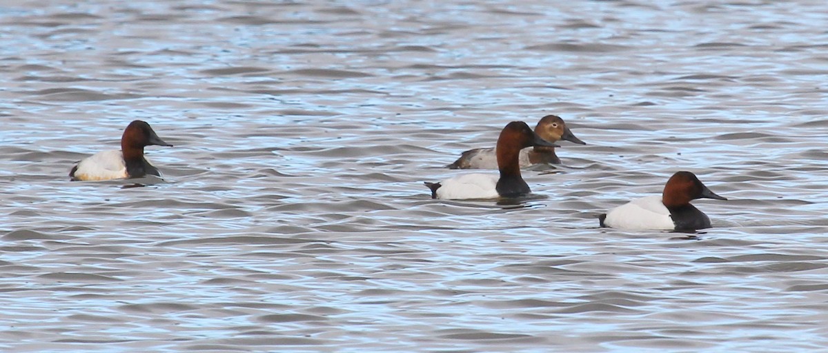 Canvasback - Mike Fung