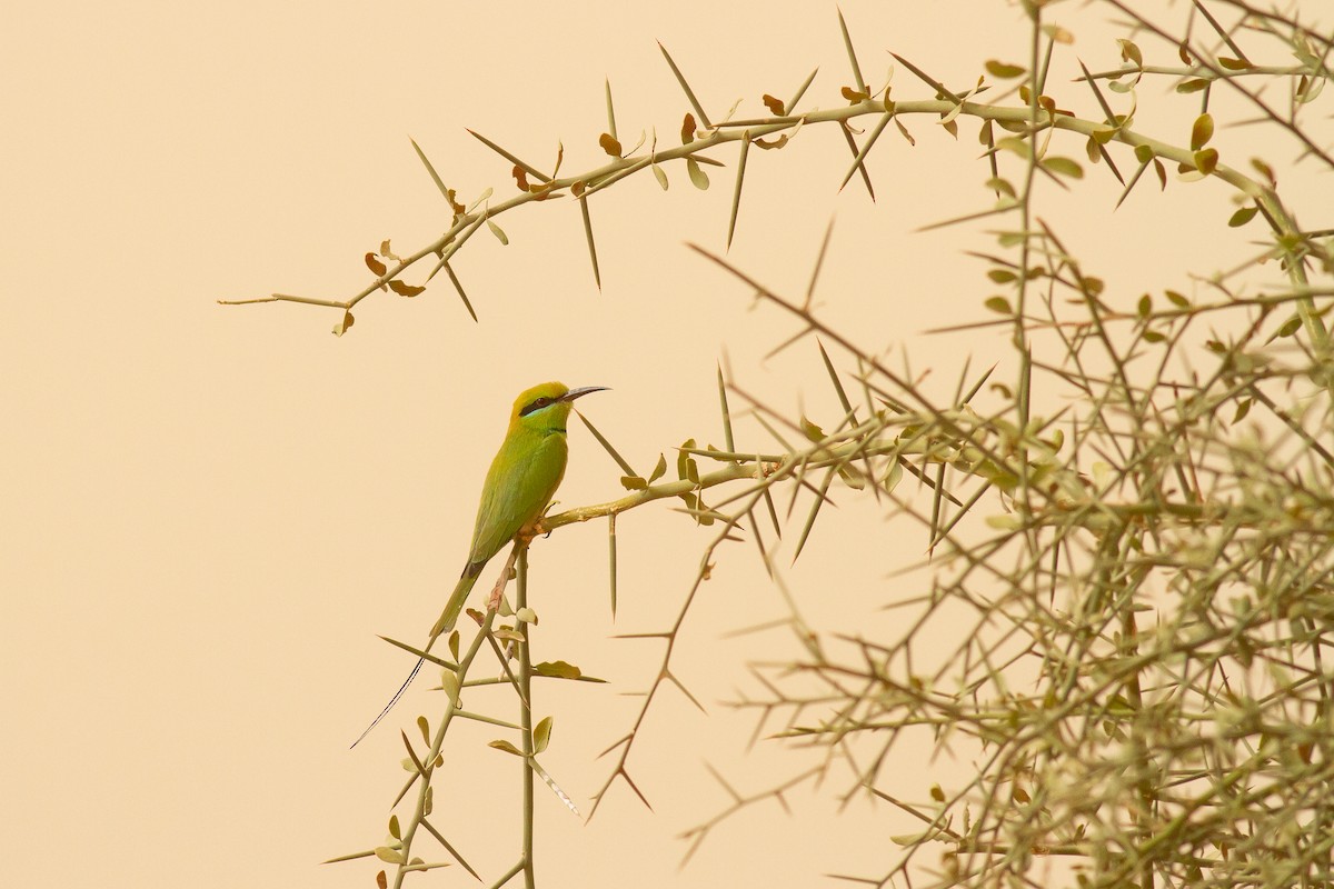 African Green Bee-eater - Frédéric Bacuez