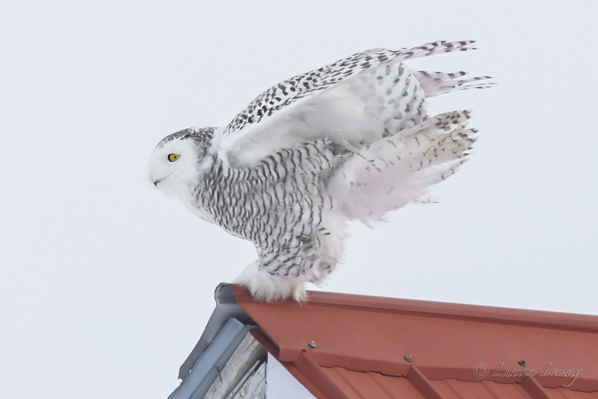 Snowy Owl - ML540573411