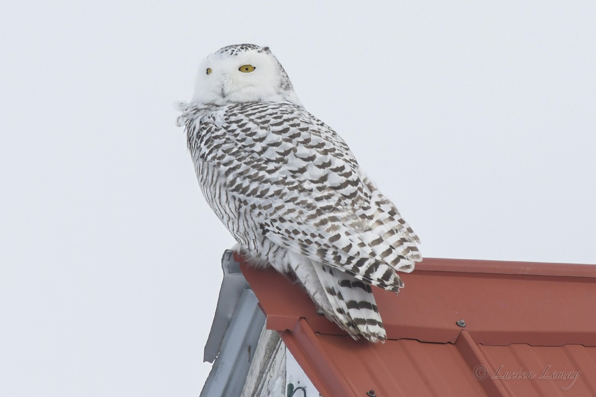 Snowy Owl - ML540573451