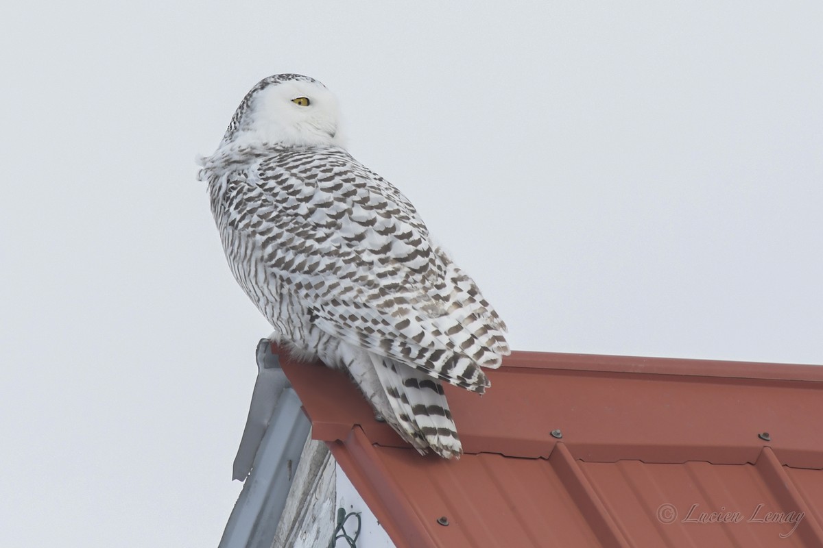 Snowy Owl - ML540573591