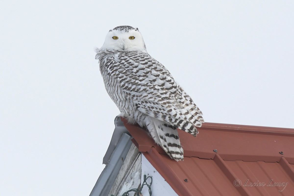 Snowy Owl - ML540573671