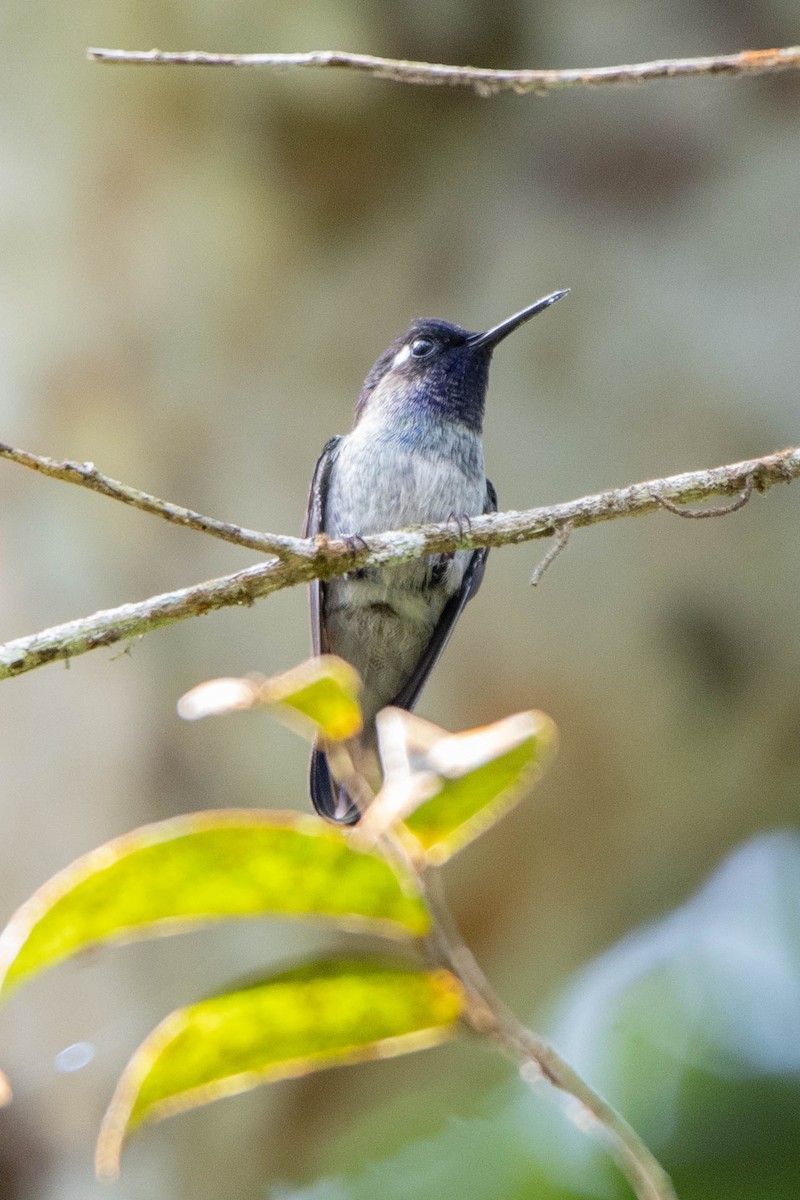 Violet-headed Hummingbird - Carlos  Bran-Castrillón