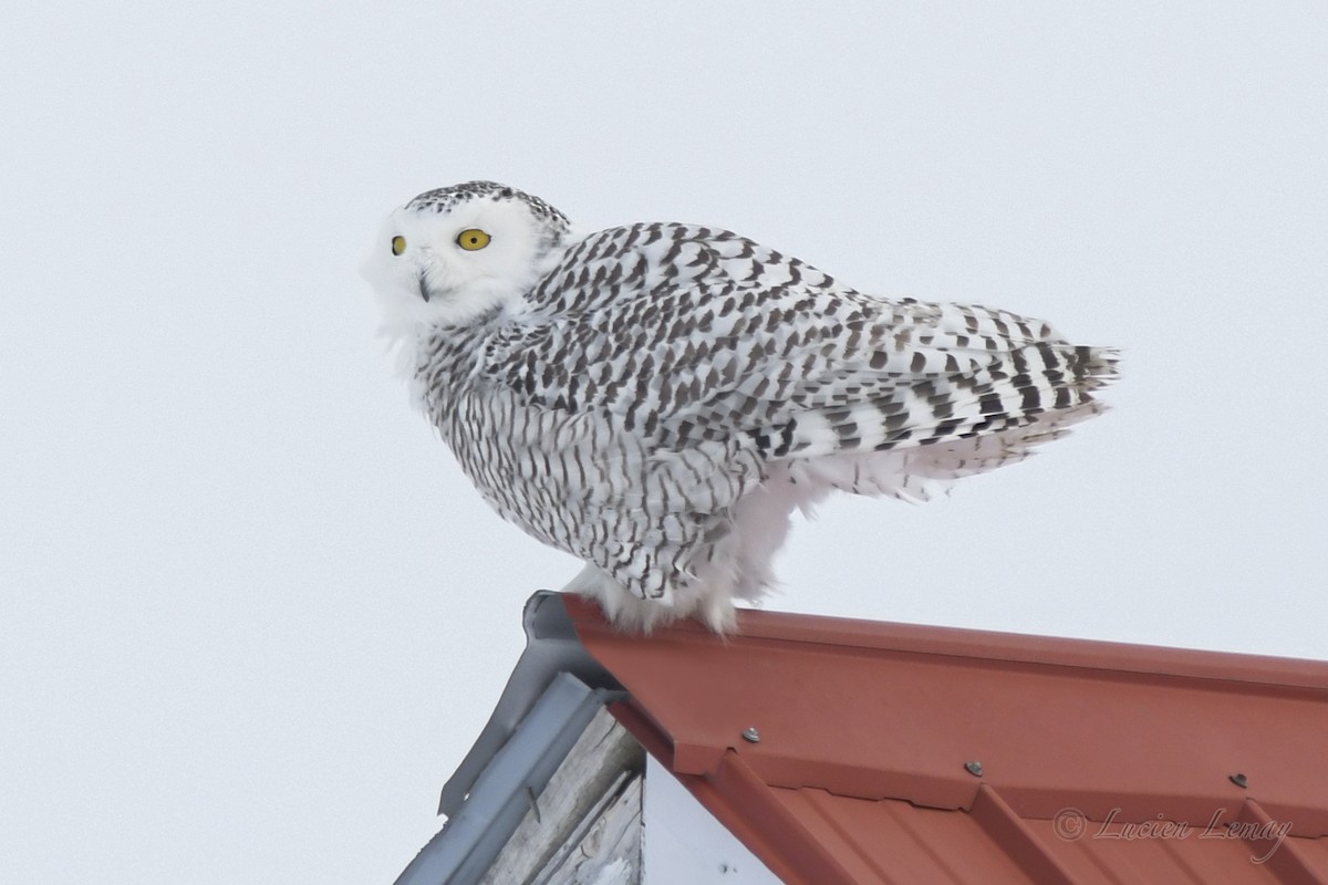 Snowy Owl - ML540573771