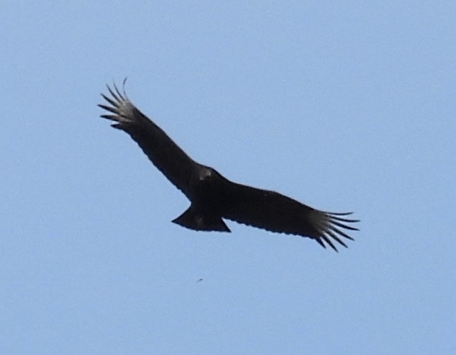 Black Vulture - ML540574131