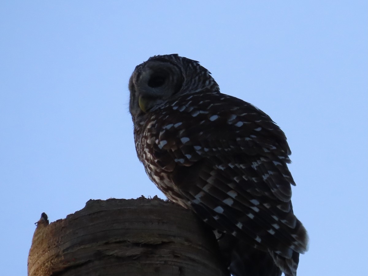 Barred Owl - ML540576851
