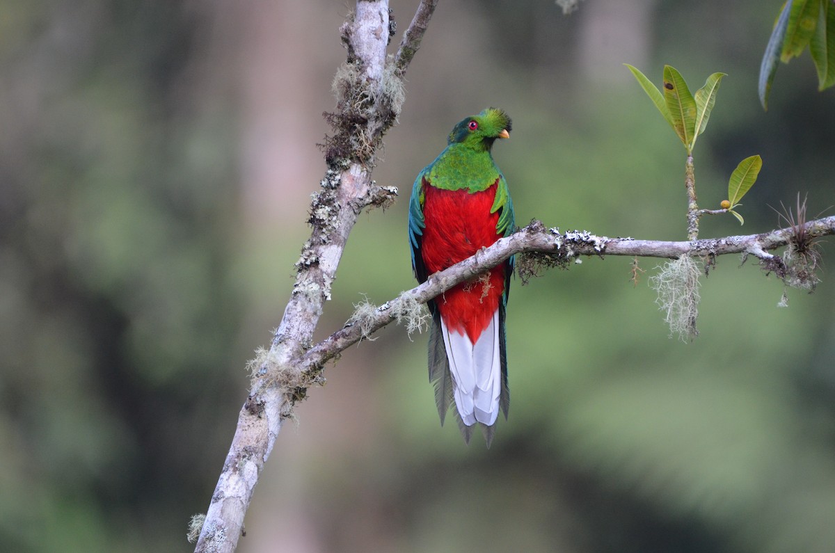 Crested Quetzal - ML540578501