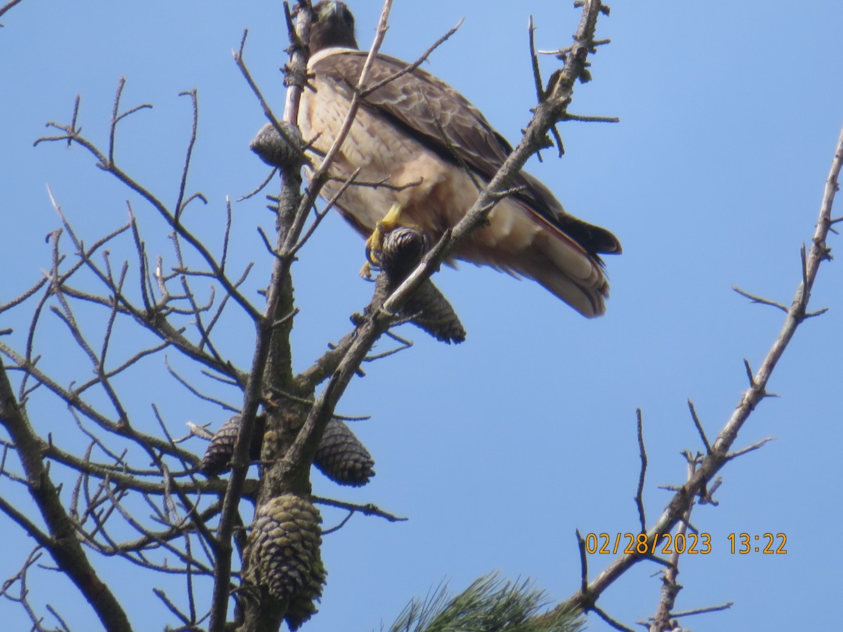 Red-tailed Hawk - ML540578901
