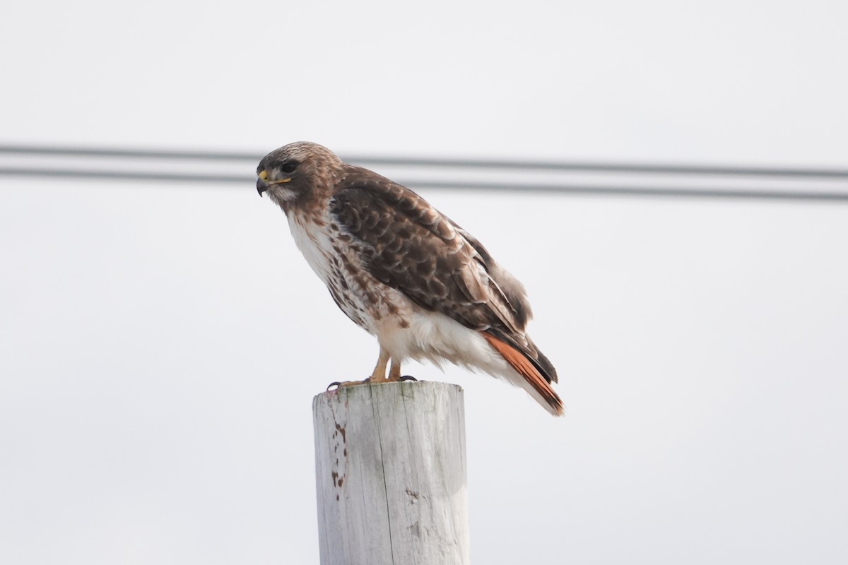 Red-tailed Hawk - ML540583681