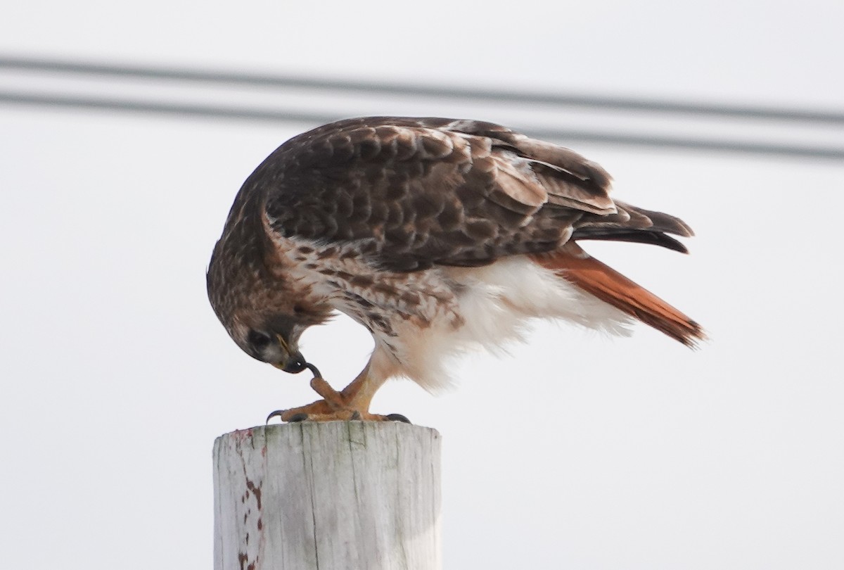 Red-tailed Hawk - ML540583701