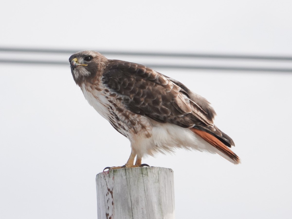 Red-tailed Hawk - ML540583711