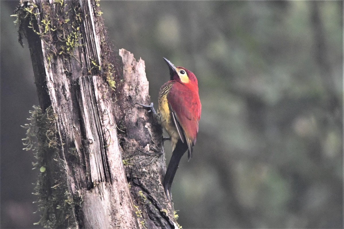 Crimson-mantled Woodpecker - Dan Bormann
