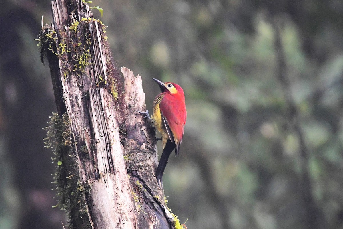 Crimson-mantled Woodpecker - ML540589301