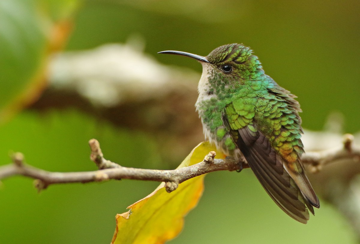 kolibřík měděnohlavý - ML54058931