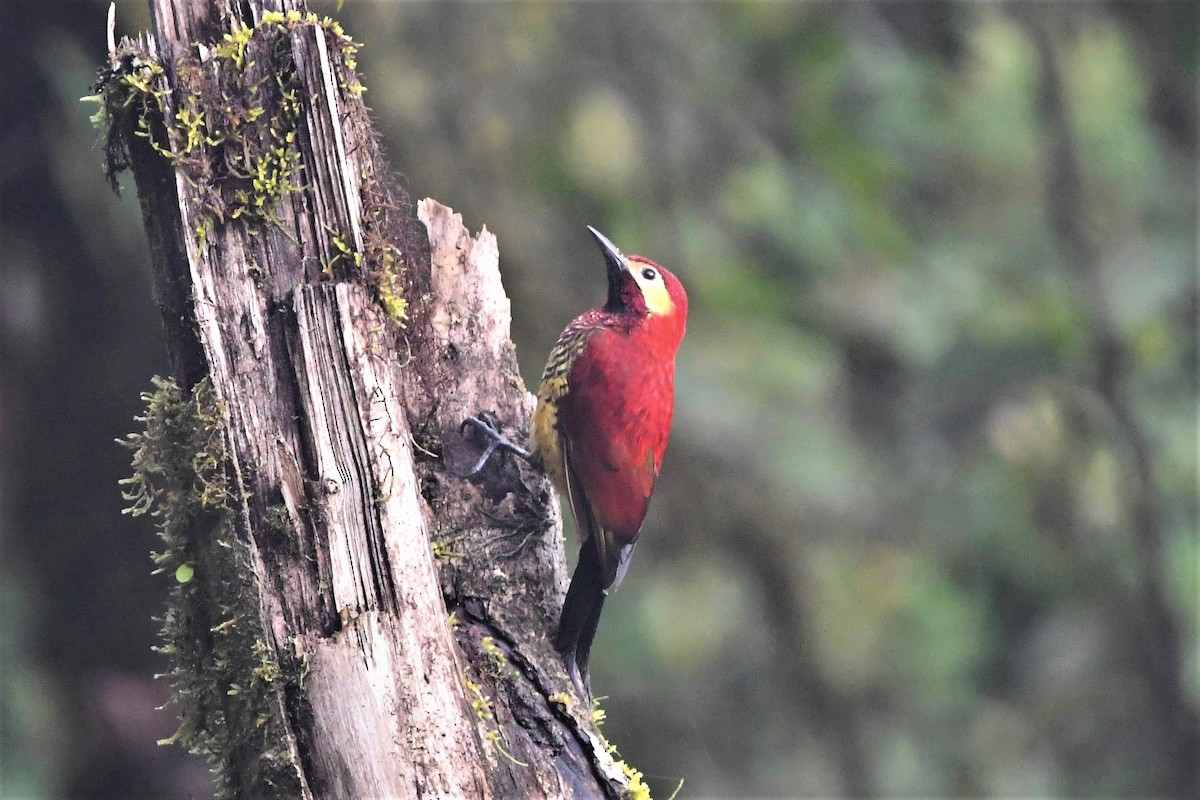 Crimson-mantled Woodpecker - ML540589311