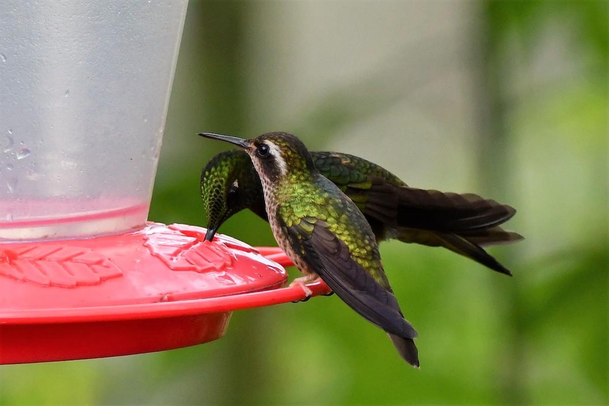 Speckled Hummingbird - Dan Bormann