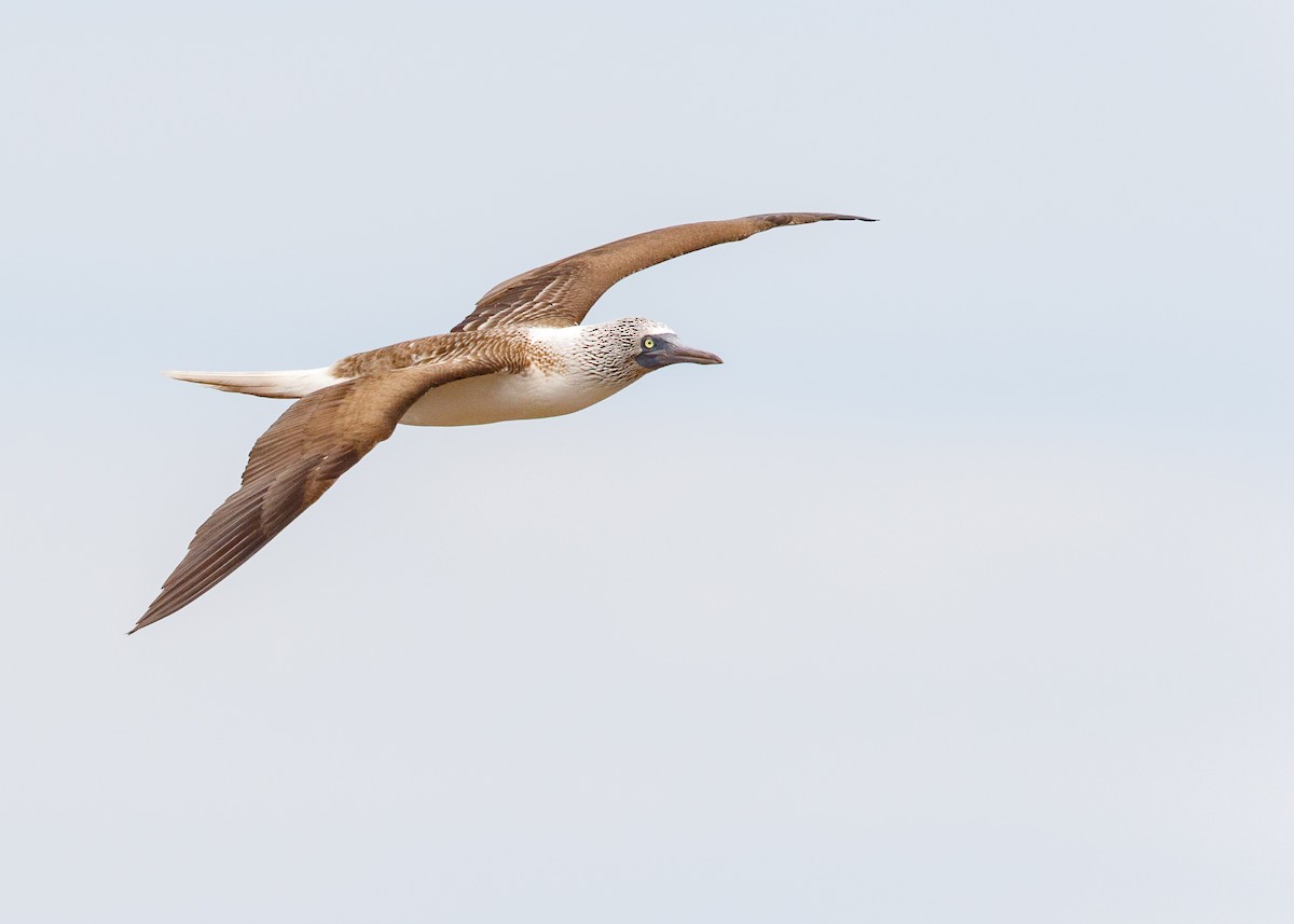 Blue-footed Booby - ML540589731