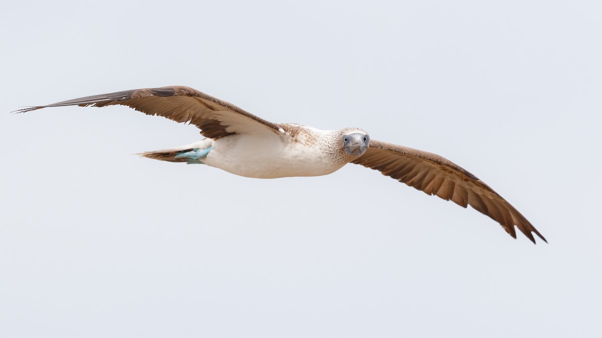 Blue-footed Booby - ML540589741