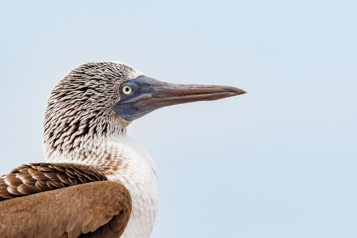 Blue-footed Booby - ML540589751