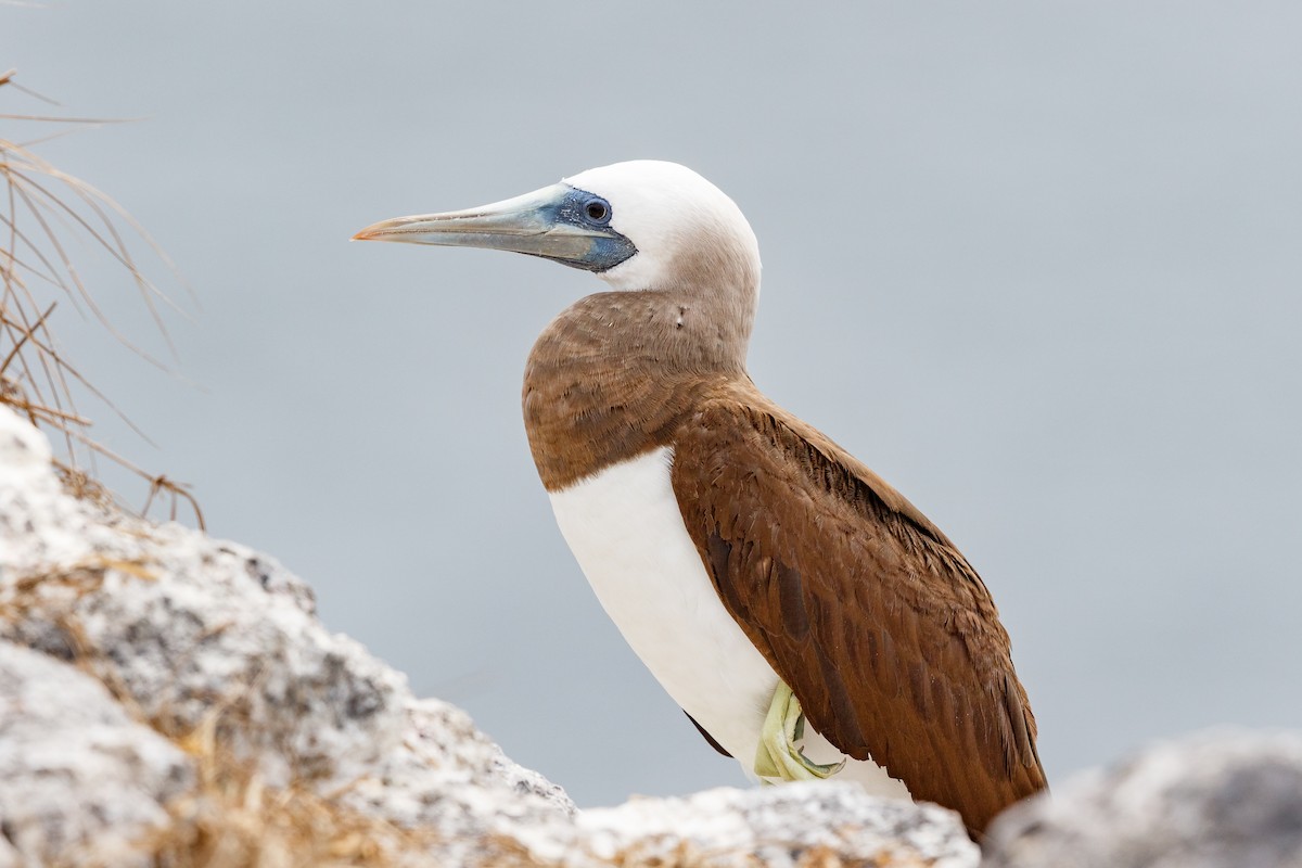 Brown Booby - ML540589771