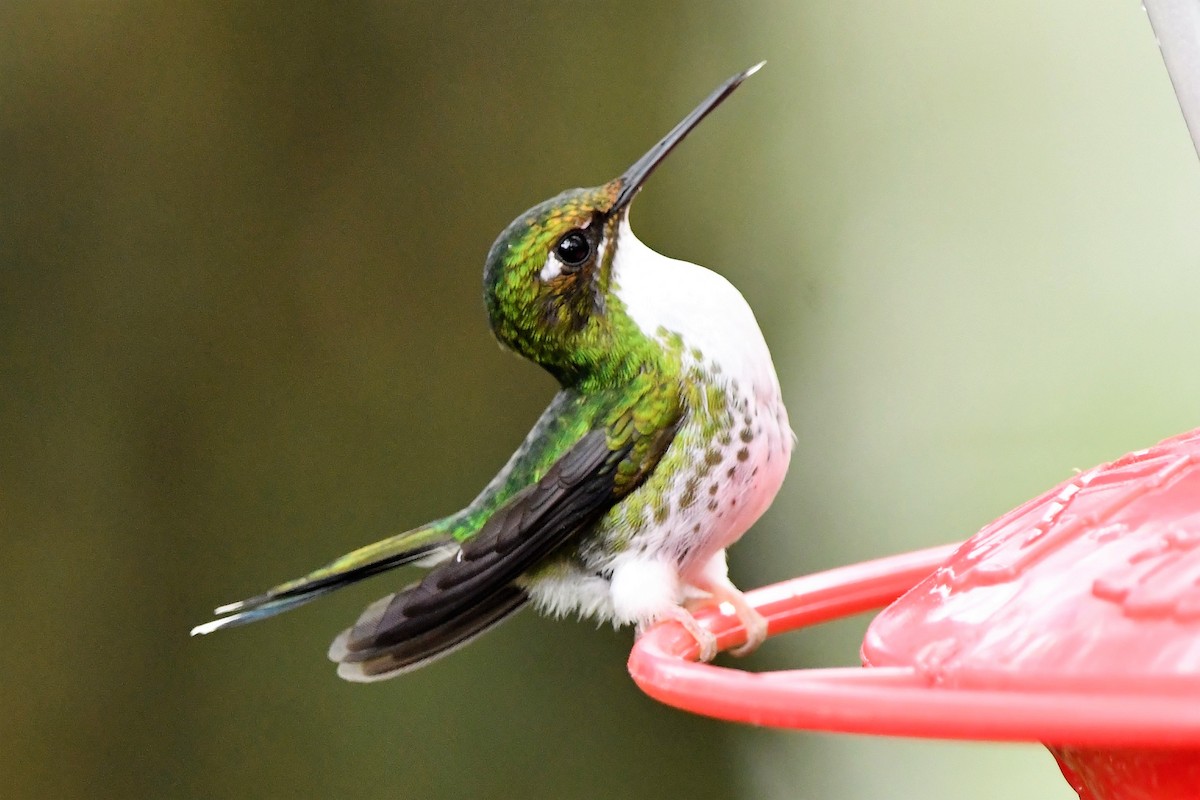 White-booted Racket-tail - ML540589831