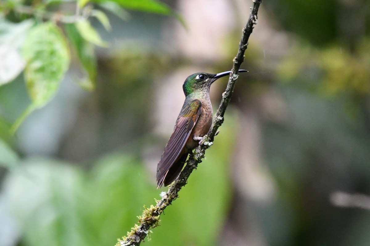 kolibřík hnědobřichý - ML540590261