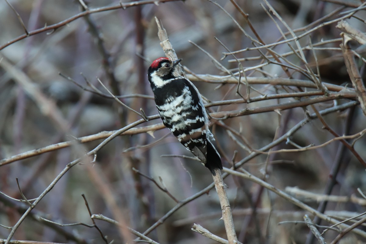 Lesser Spotted Woodpecker - ML540591351
