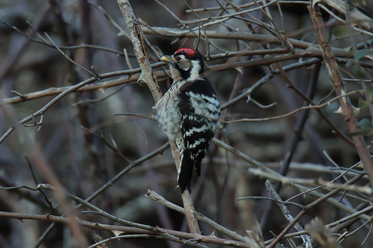Lesser Spotted Woodpecker - ML540592021