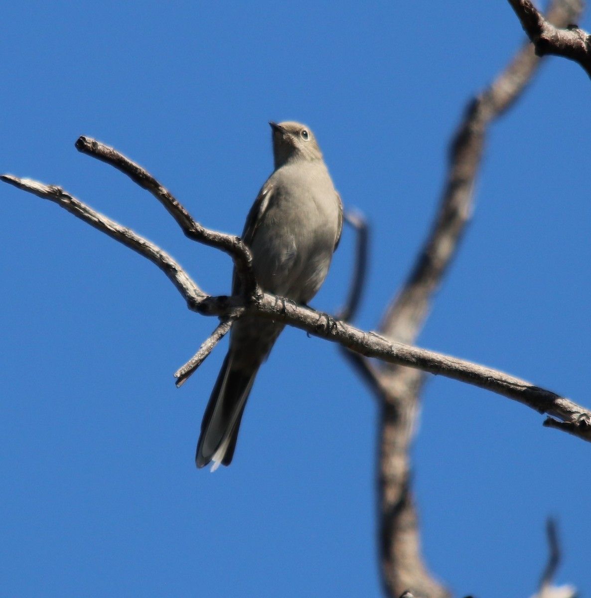 Townsend's Solitaire - ML540592331