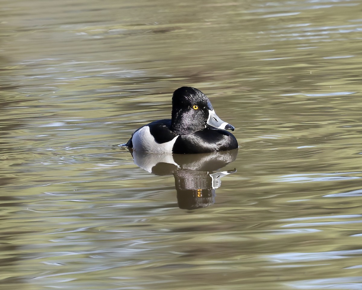 Ring-necked Duck - ML540595491