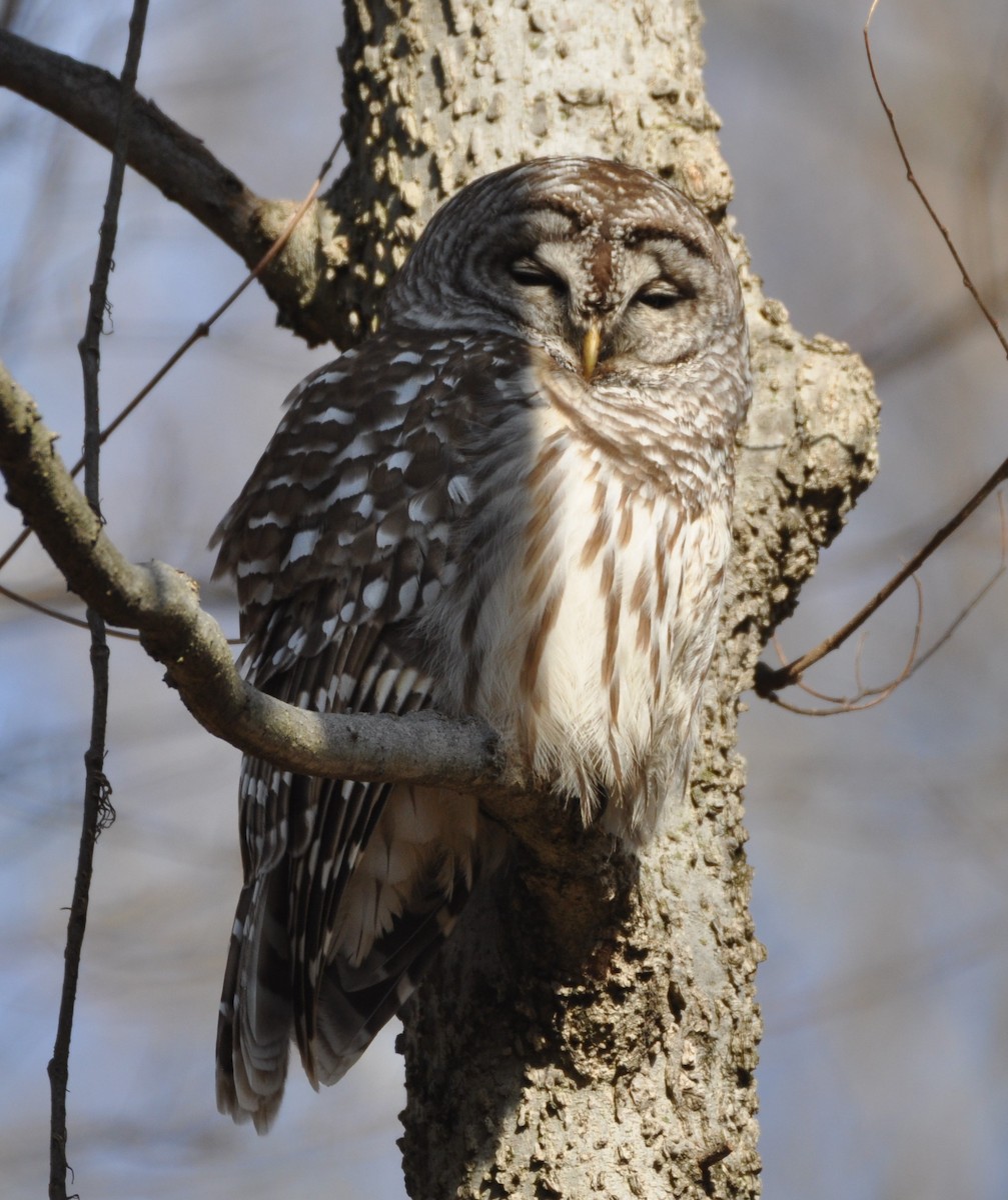 Barred Owl - ML540596161