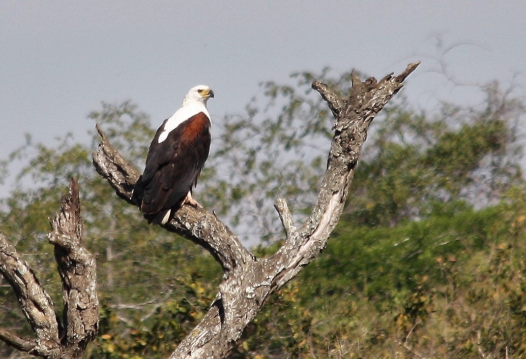 African Fish-Eagle - ML540596661