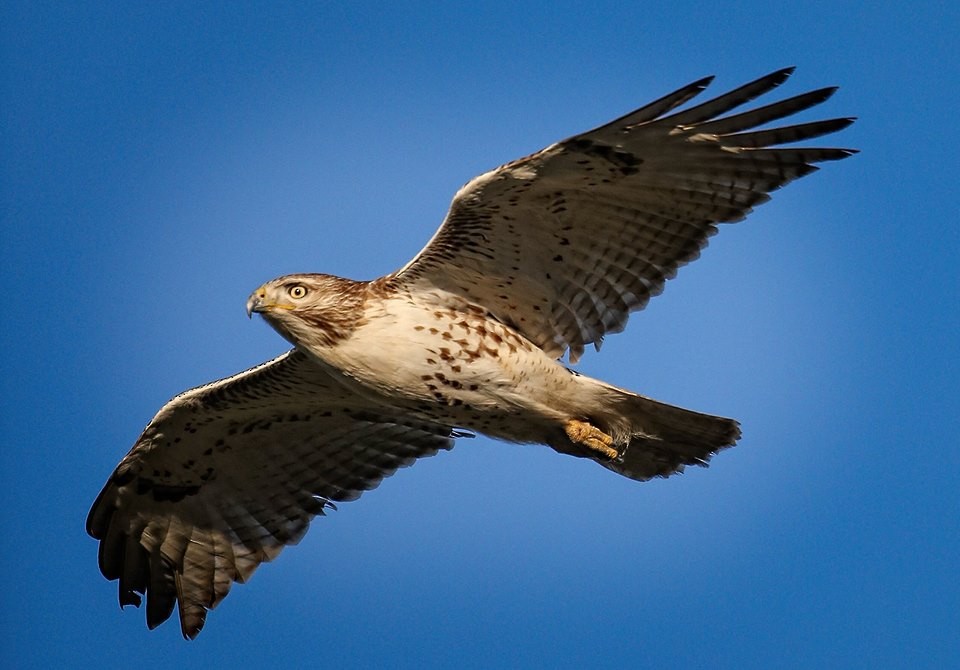 Red-tailed Hawk - Chris Williams