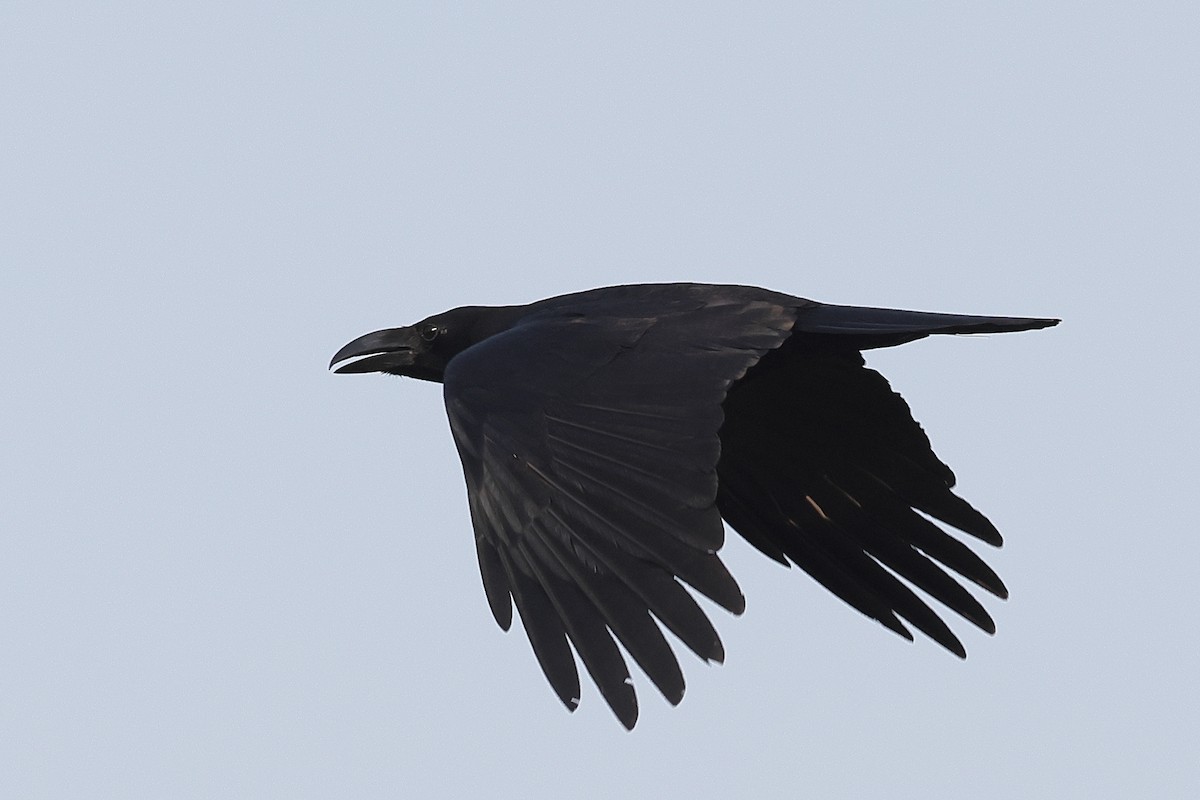 Large-billed Crow - John Mercer