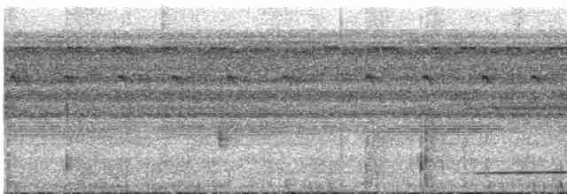 Tinamou à gorge blanche - ML540603861