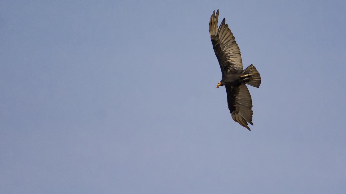 Lesser Yellow-headed Vulture - ML540604181