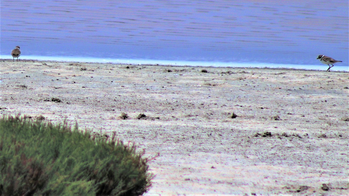 Semipalmated Plover - ML540609581