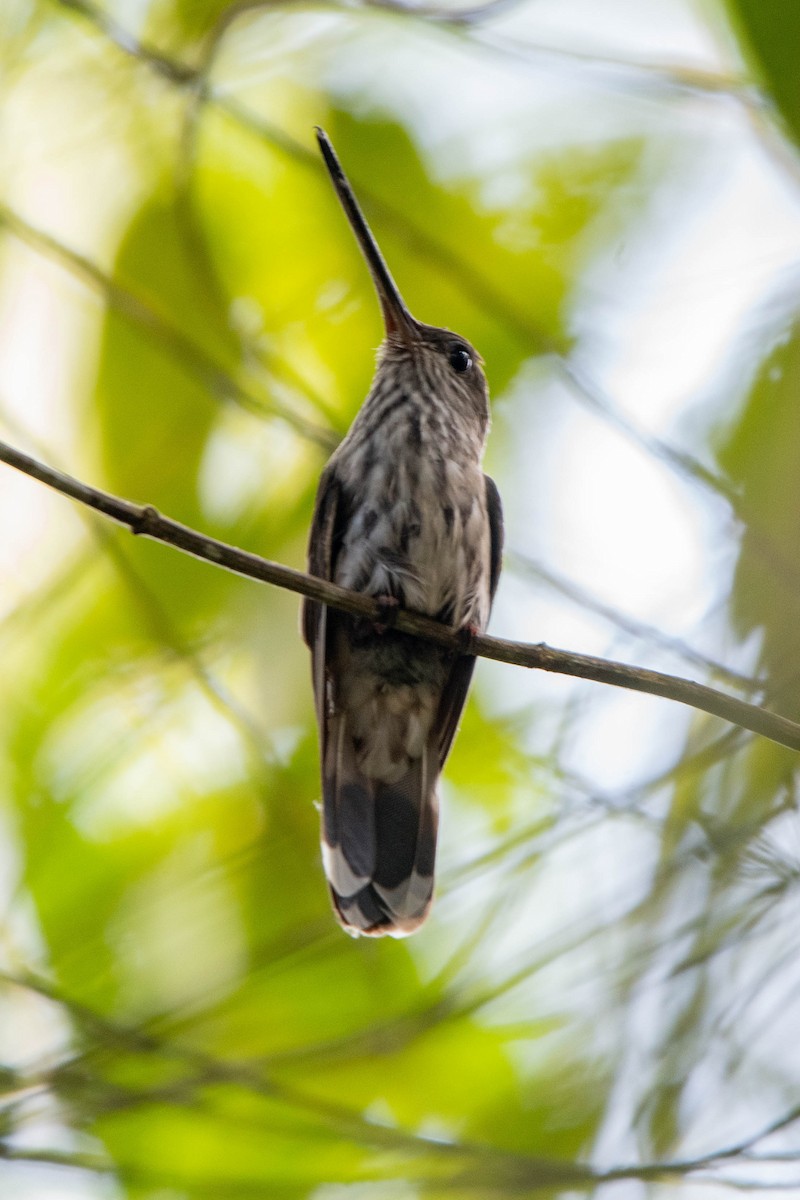 kolibřík háčkozobý - ML540615701