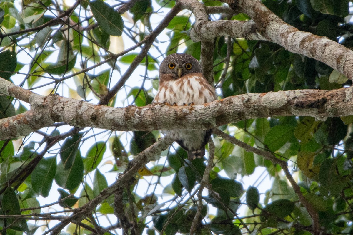 Central American Pygmy-Owl - ML540615851