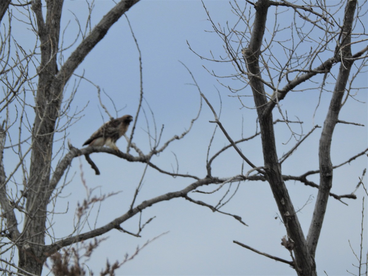 Red-tailed Hawk (abieticola) - ML540616801