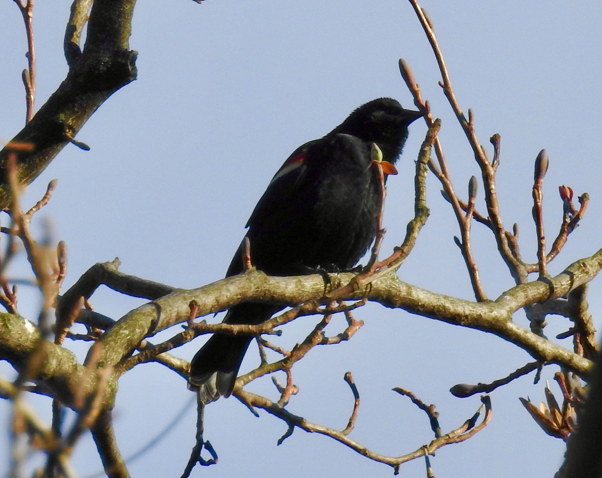 Red-winged Blackbird - ML540617071