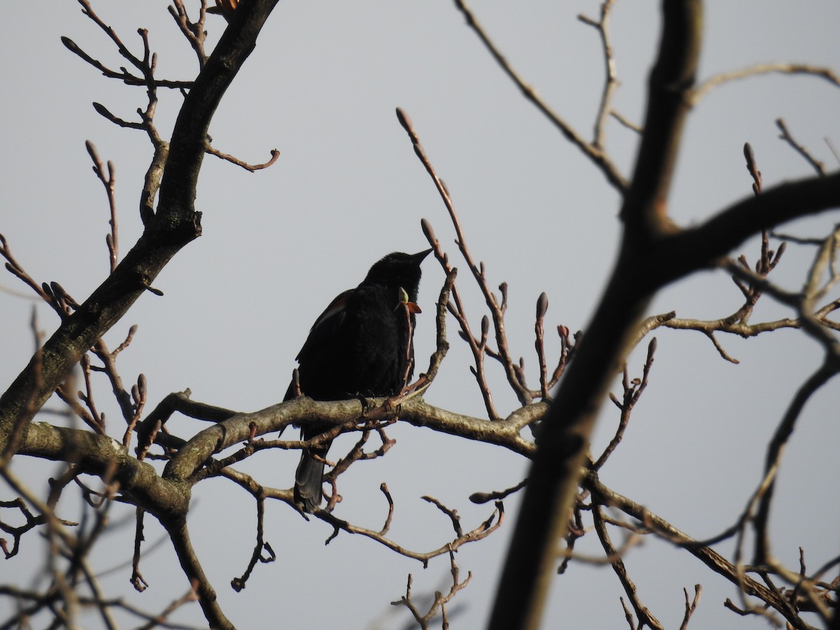 Red-winged Blackbird - Sharon Forsyth