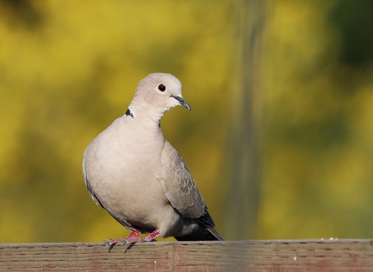 Eurasian Collared-Dove - Paul Fenwick