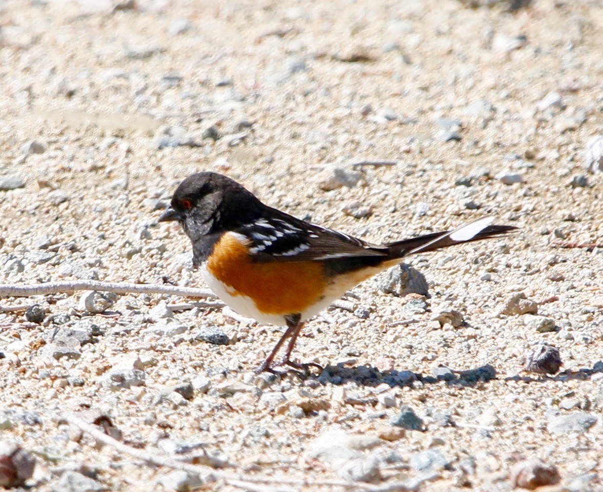 Spotted Towhee - Russell Kokx