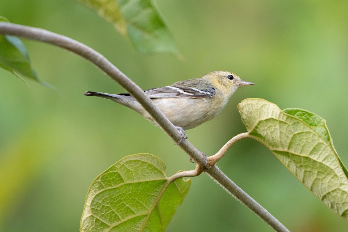 Bay-breasted Warbler - ML540621791
