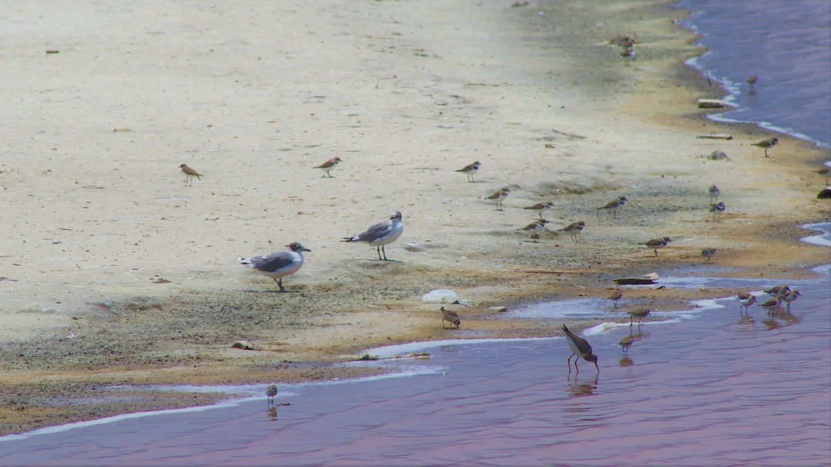 Semipalmated Plover - ML540622741