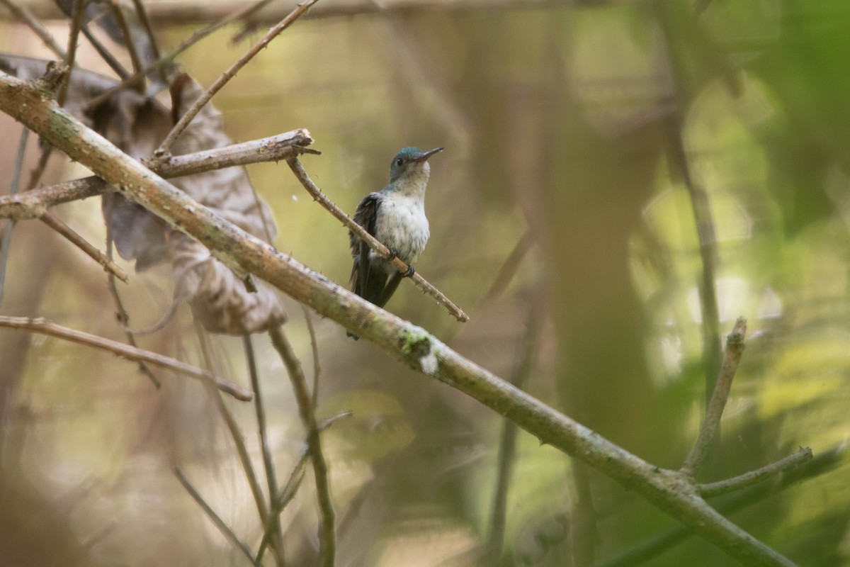 Violet-bellied Hummingbird - Carlos  Bran-Castrillón